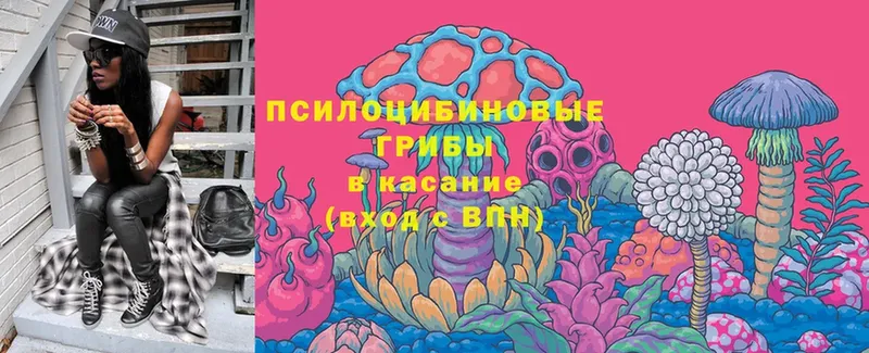 Галлюциногенные грибы Cubensis  Горячий Ключ 